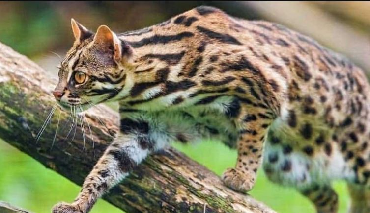 Leapard cat
